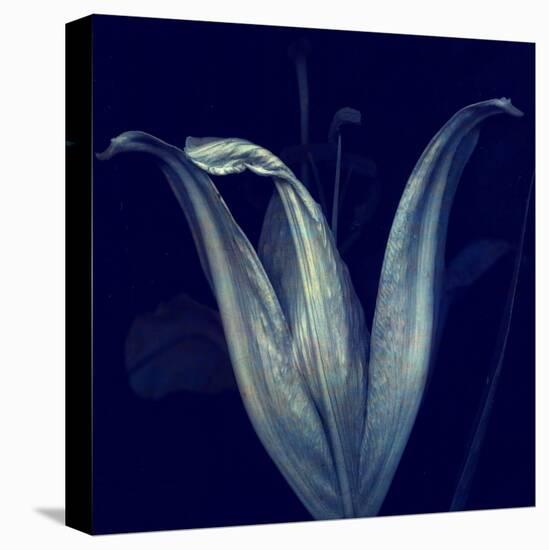 Lily 1-Johan Lilja-Stretched Canvas