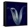 Lily 1-Johan Lilja-Framed Stretched Canvas