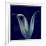 Lily 1-Johan Lilja-Framed Giclee Print