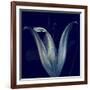 Lily 1-Johan Lilja-Framed Giclee Print