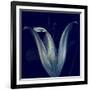 Lily 1-Johan Lilja-Framed Giclee Print