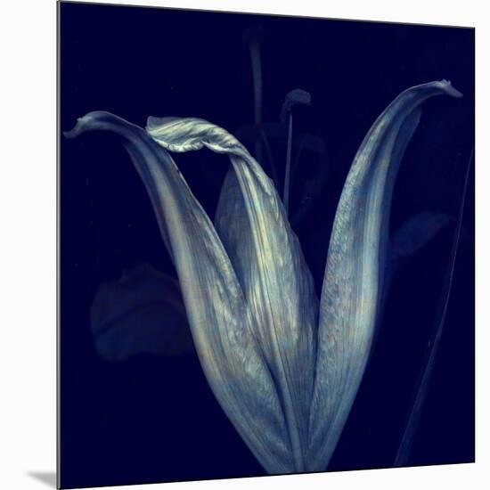 Lily 1-Johan Lilja-Mounted Giclee Print