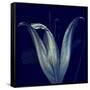 Lily 1-Johan Lilja-Framed Stretched Canvas