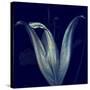 Lily 1-Johan Lilja-Stretched Canvas