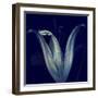 Lily 1-Johan Lilja-Framed Giclee Print