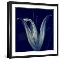 Lily 1-Johan Lilja-Framed Giclee Print