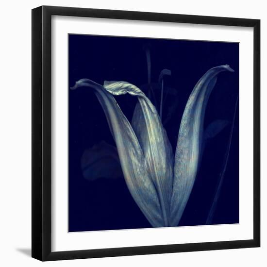 Lily 1-Johan Lilja-Framed Giclee Print