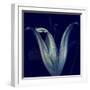 Lily 1-Johan Lilja-Framed Giclee Print