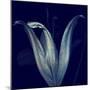 Lily 1-Johan Lilja-Mounted Giclee Print