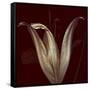 Lily 2-Johan Lilja-Framed Stretched Canvas