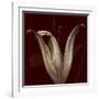 Lily 2-Johan Lilja-Framed Giclee Print