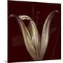 Lily 2-Johan Lilja-Mounted Giclee Print