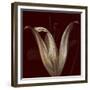 Lily 2-Johan Lilja-Framed Giclee Print