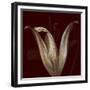 Lily 2-Johan Lilja-Framed Giclee Print