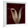 Lily 2-Johan Lilja-Framed Giclee Print