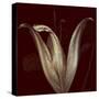 Lily 2-Johan Lilja-Stretched Canvas