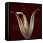 Lily 2-Johan Lilja-Framed Stretched Canvas