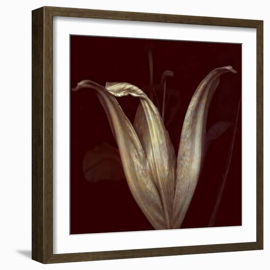Lily 2-Johan Lilja-Framed Giclee Print