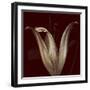 Lily 2-Johan Lilja-Framed Giclee Print