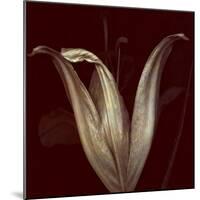 Lily 2-Johan Lilja-Mounted Giclee Print