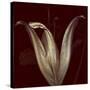 Lily 2-Johan Lilja-Stretched Canvas