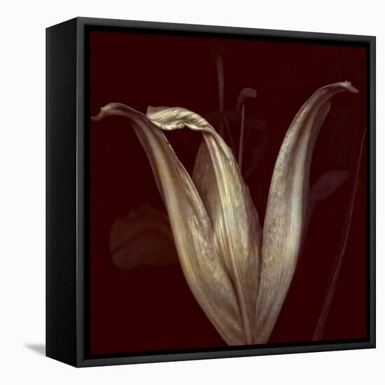 Lily 2-Johan Lilja-Framed Stretched Canvas