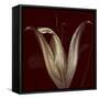 Lily 2-Johan Lilja-Framed Stretched Canvas