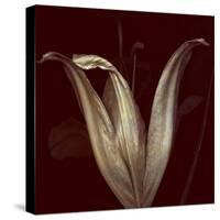 Lily 2-Johan Lilja-Stretched Canvas