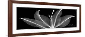 Lily 2-Albert Koetsier-Framed Art Print