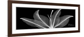 Lily 2-Albert Koetsier-Framed Premium Giclee Print