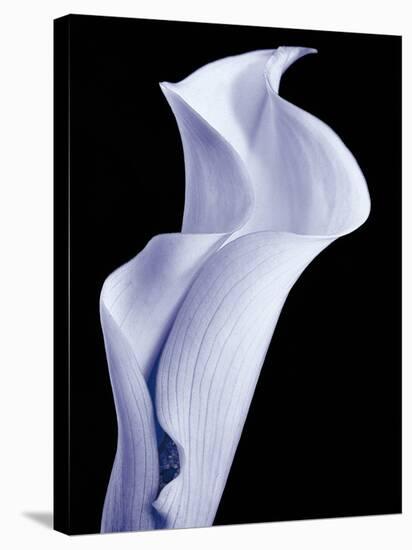 Lily 3-Doug Chinnery-Stretched Canvas