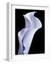 Lily 3-Doug Chinnery-Framed Photographic Print