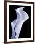 Lily 3-Doug Chinnery-Framed Photographic Print