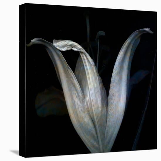 Lily 3-Johan Lilja-Stretched Canvas