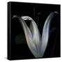 Lily 3-Johan Lilja-Framed Stretched Canvas