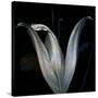 Lily 3-Johan Lilja-Stretched Canvas