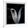 Lily 3-Johan Lilja-Framed Giclee Print