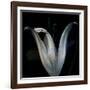 Lily 3-Johan Lilja-Framed Giclee Print