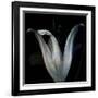 Lily 3-Johan Lilja-Framed Giclee Print