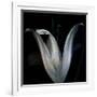 Lily 3-Johan Lilja-Framed Giclee Print