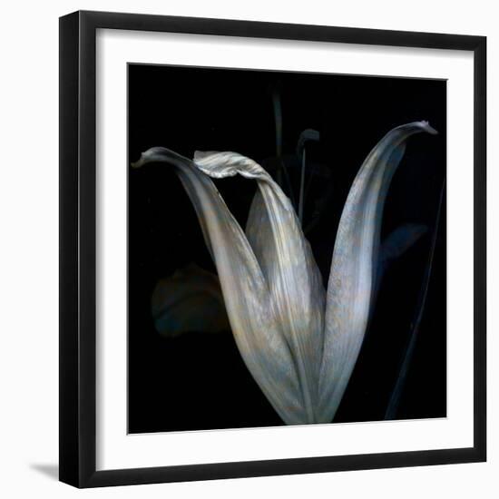 Lily 3-Johan Lilja-Framed Giclee Print