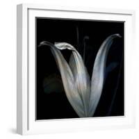 Lily 3-Johan Lilja-Framed Giclee Print