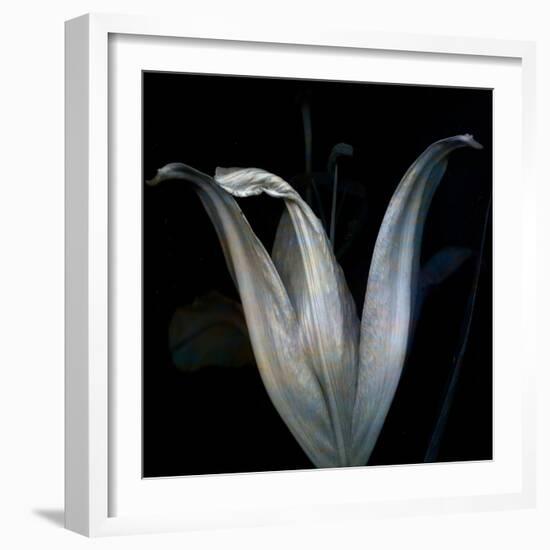 Lily 3-Johan Lilja-Framed Giclee Print