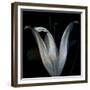 Lily 3-Johan Lilja-Framed Giclee Print