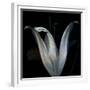 Lily 3-Johan Lilja-Framed Giclee Print