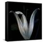 Lily 3-Johan Lilja-Framed Stretched Canvas