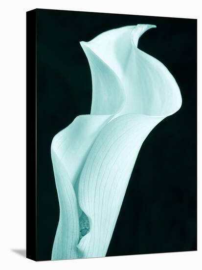 Lily 9-Doug Chinnery-Stretched Canvas