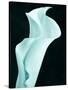 Lily 9-Doug Chinnery-Stretched Canvas