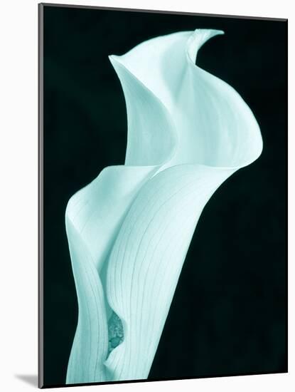 Lily 9-Doug Chinnery-Mounted Photographic Print