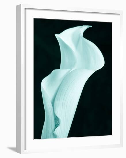 Lily 9-Doug Chinnery-Framed Photographic Print